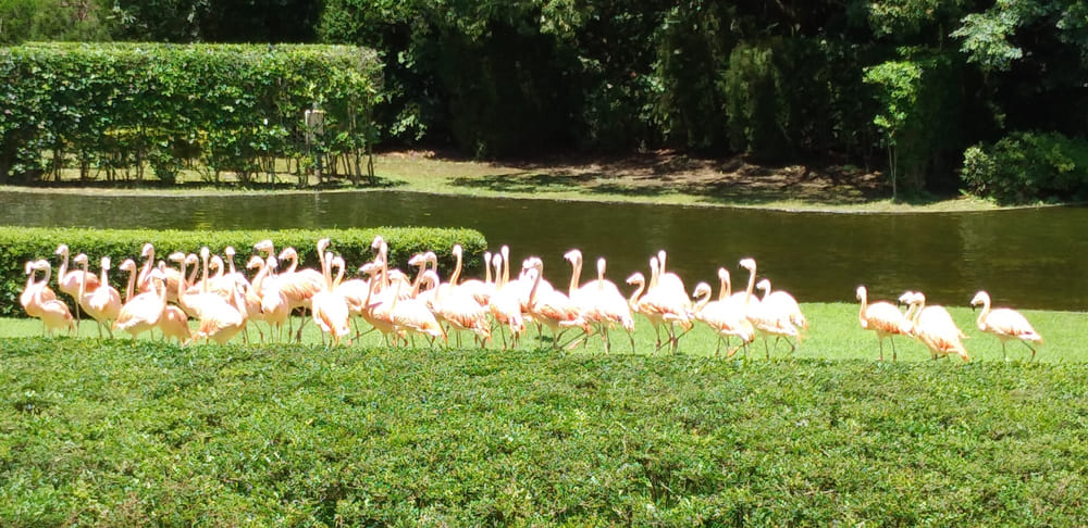 宮崎市フェニックス自然動物園