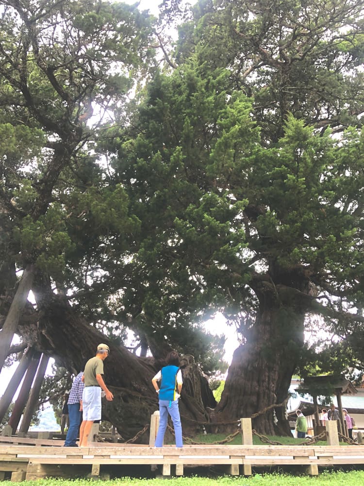 宝生院のシンパク